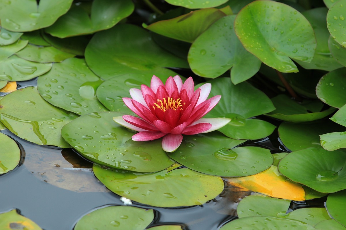 拍摄花卉一（332）