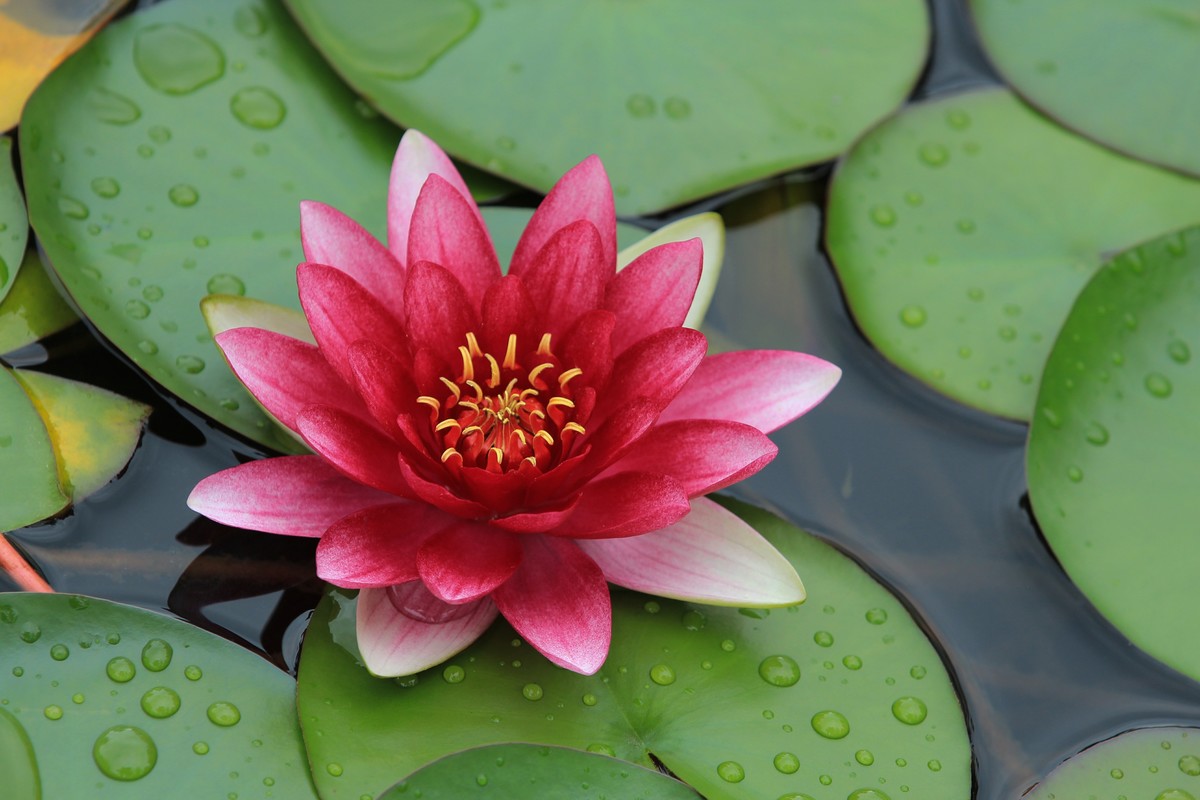 拍摄花卉一（332）