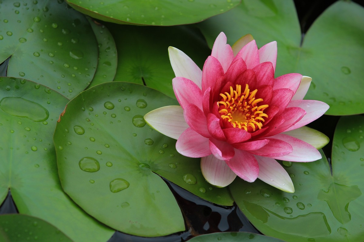 拍摄花卉一（332）