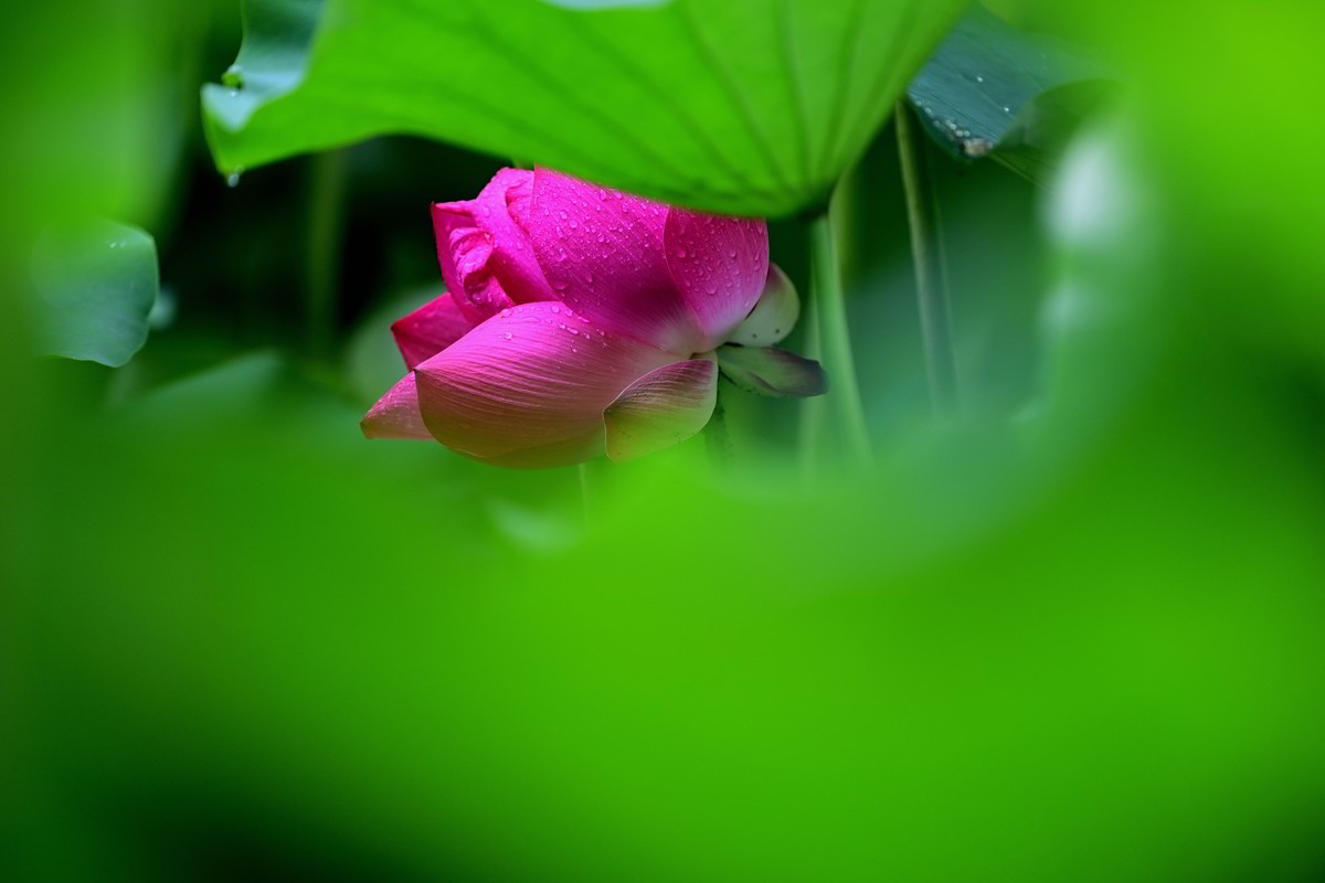 2024年的荷花第一拍