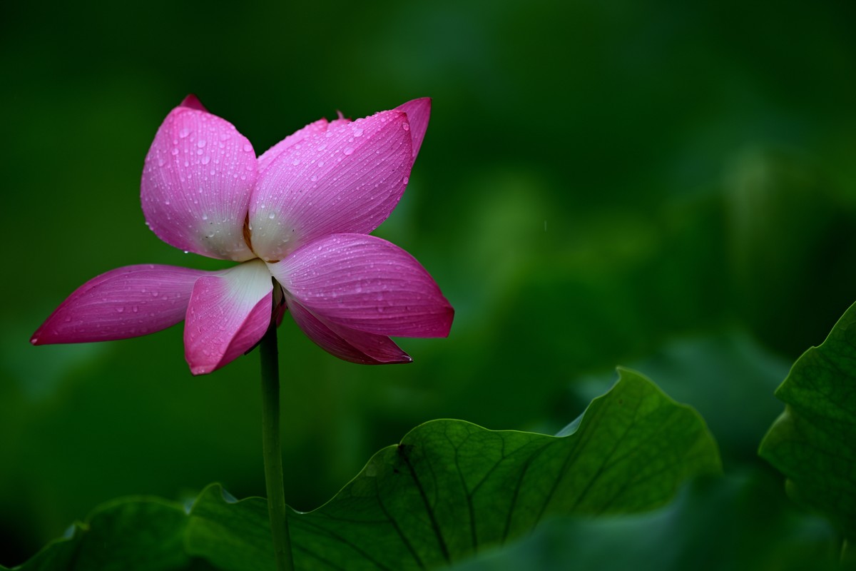 2024年的荷花第一拍