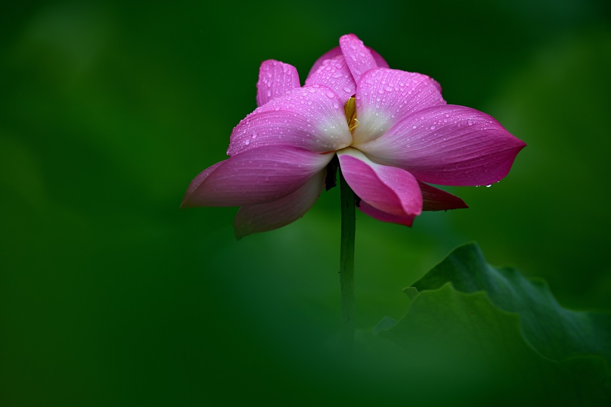 2024年的荷花第一拍