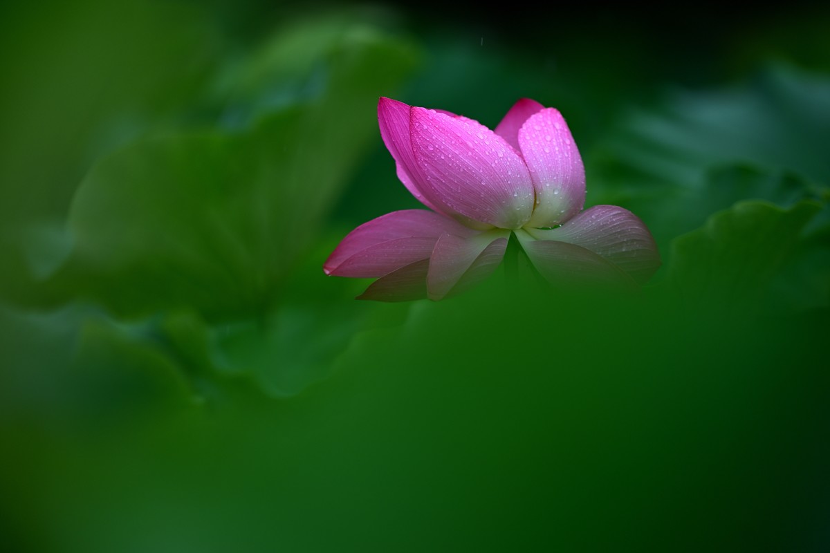 2024年的荷花第一拍