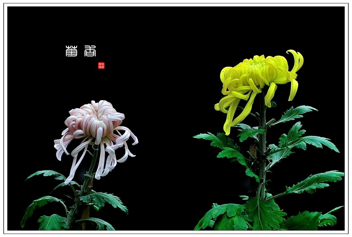【视觉光影】 菊 韵 （4）