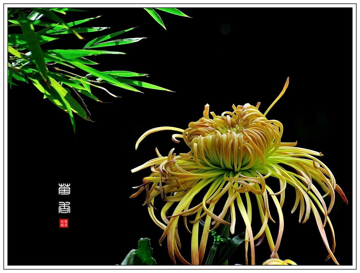 【视觉光影】 菊 韵 （4）