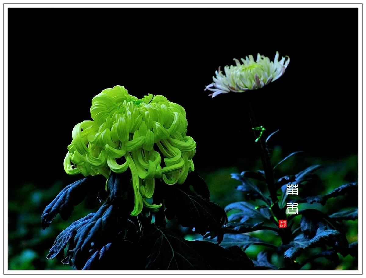 【视觉光影】 菊 韵 （4）