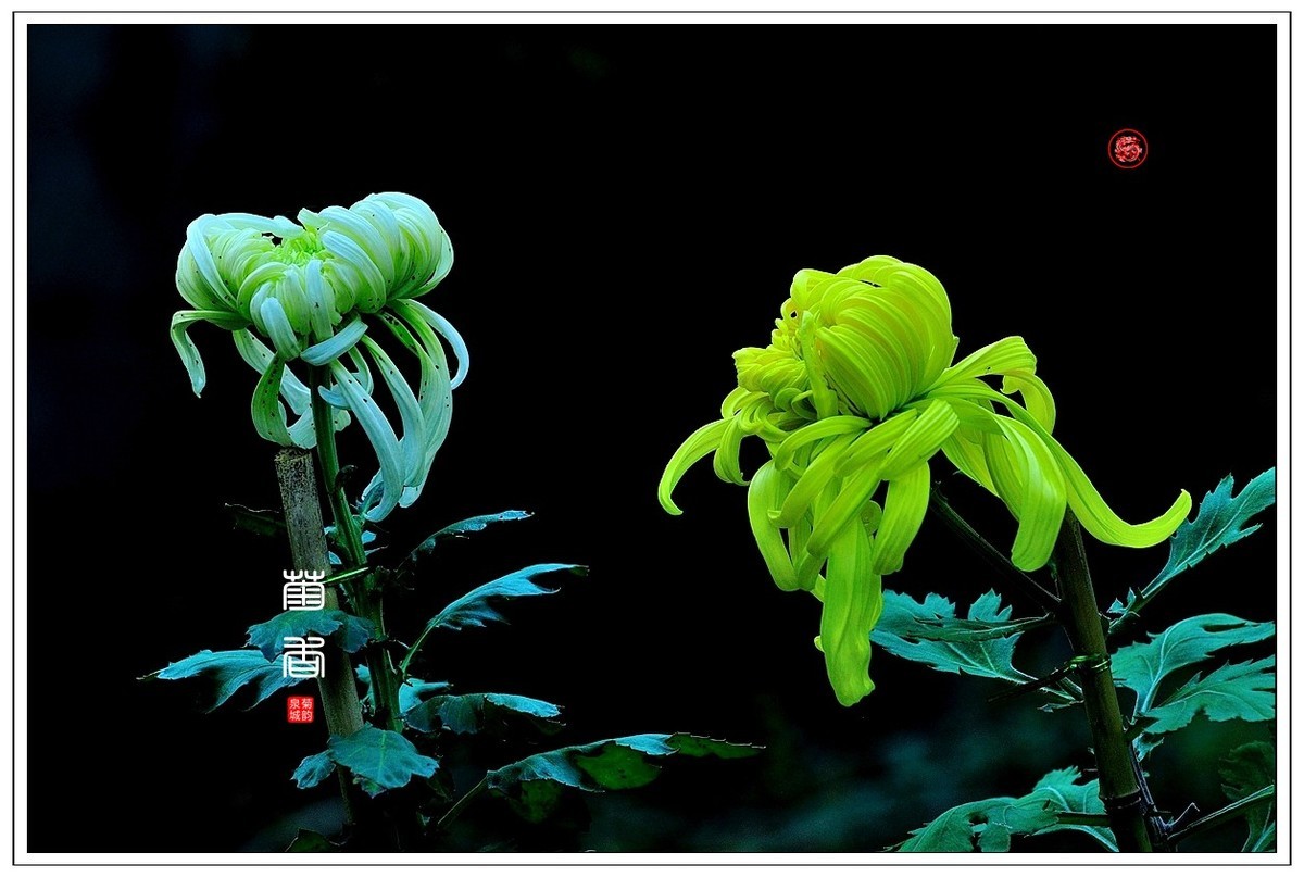 【视觉光影】 菊 韵 （4）