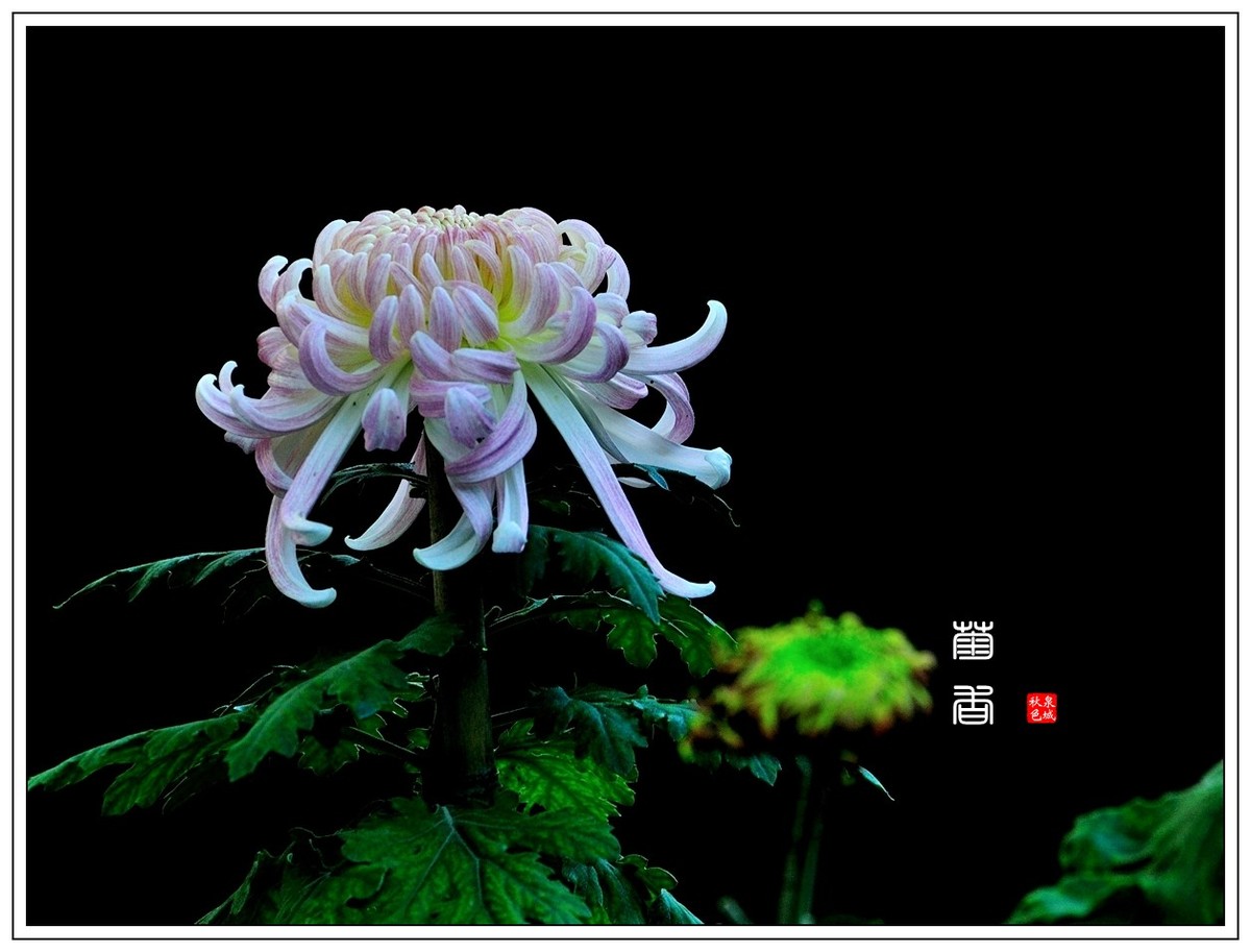 【视觉光影】 菊 韵 （4）