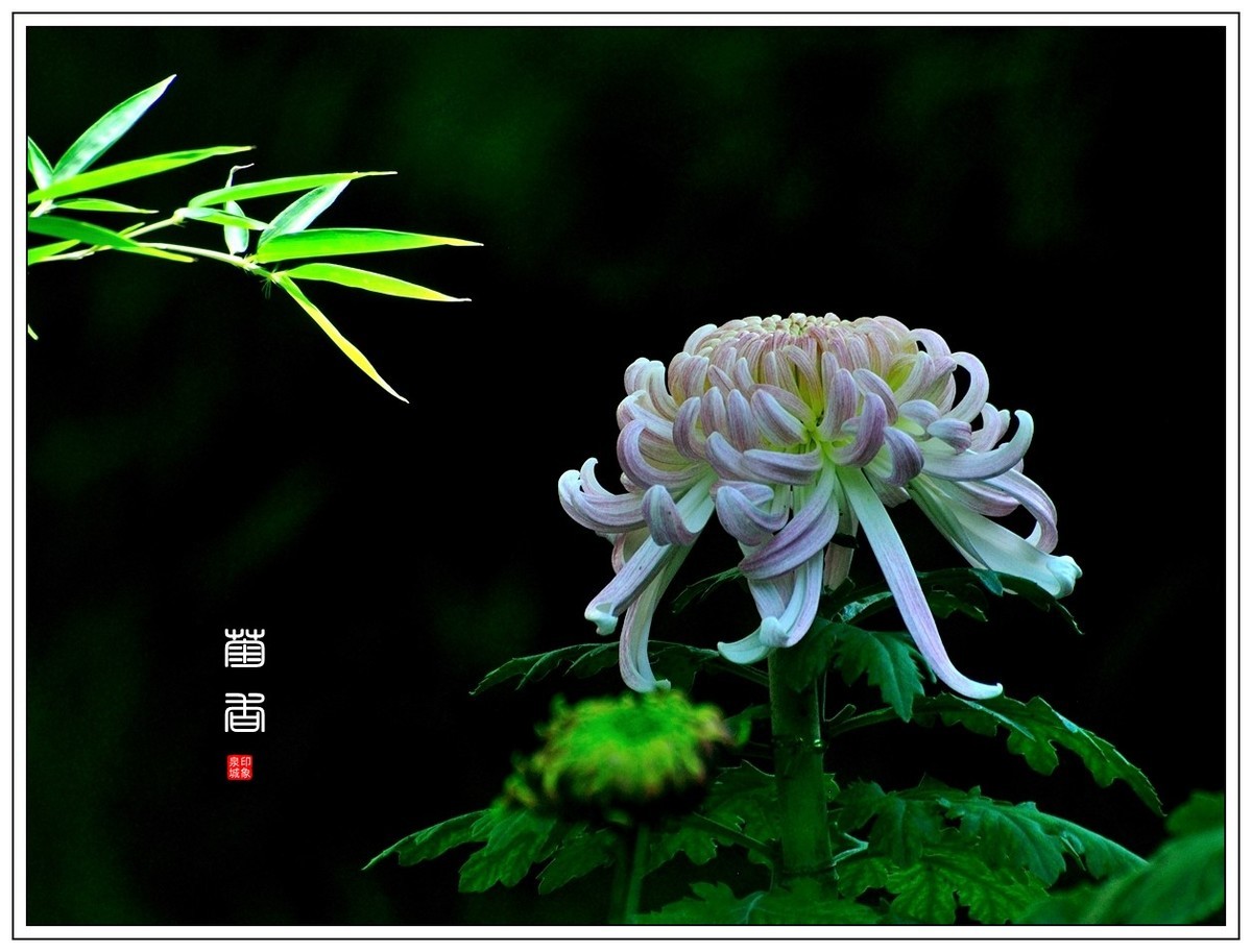 【视觉光影】 菊 韵 （4）