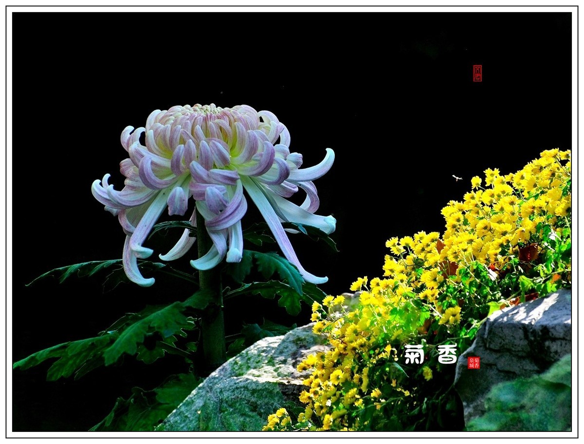 【视觉光影】 菊 韵 （4）