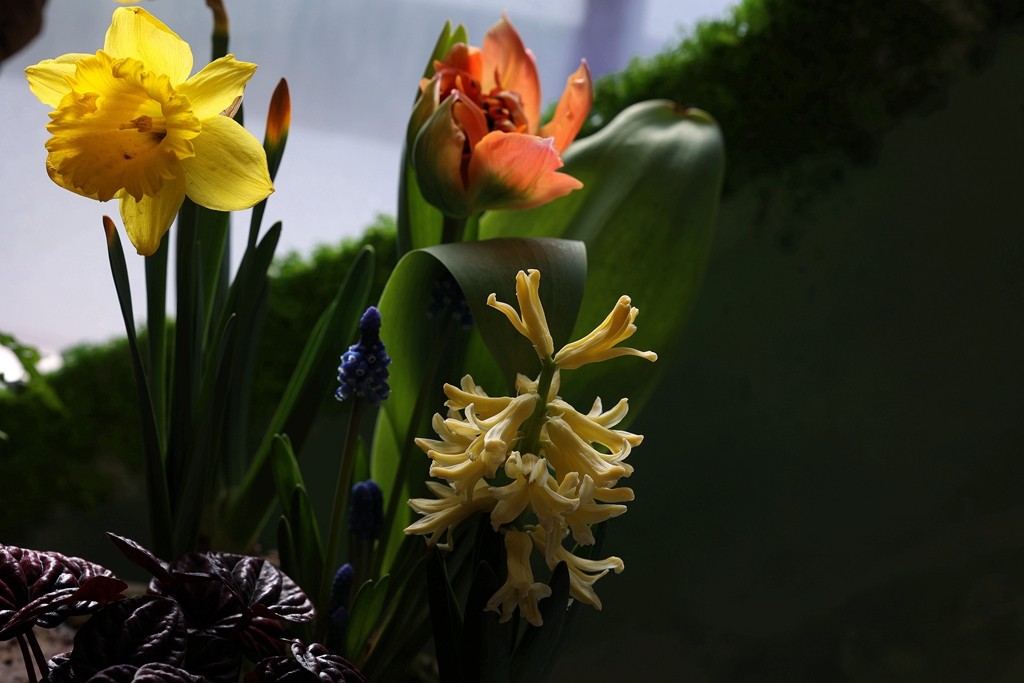 中山公园郁金香展