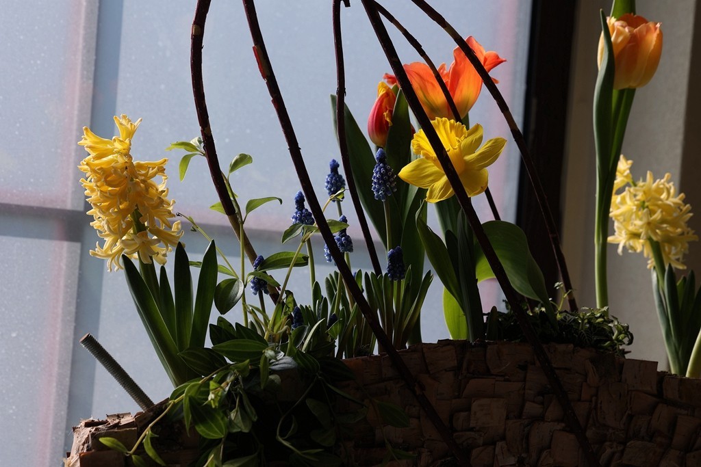 中山公园郁金香展