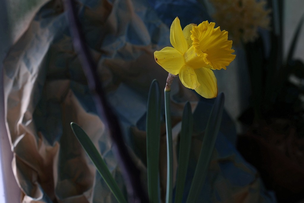 中山公园郁金香展