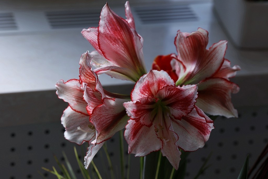 中山公园郁金香展