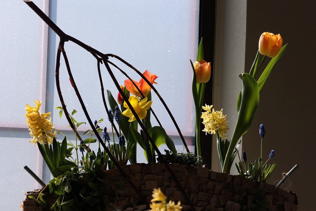 中山公园郁金香展