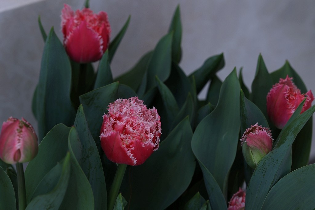 中山公园郁金香展