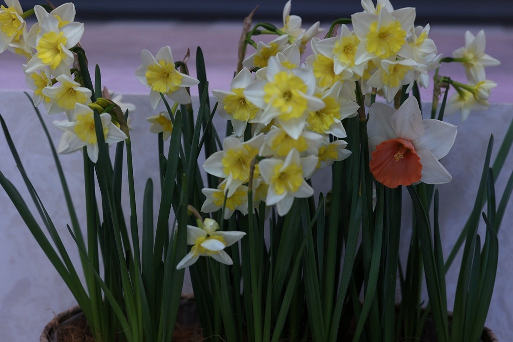 中山公园郁金香展