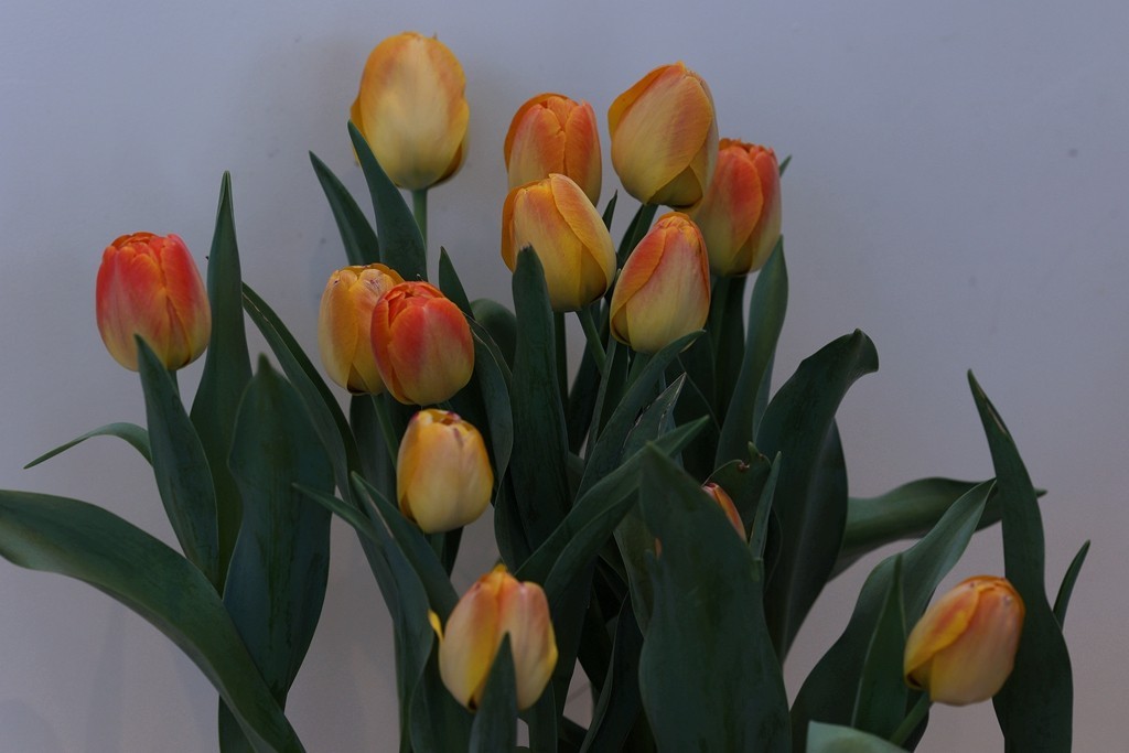 中山公园郁金香展