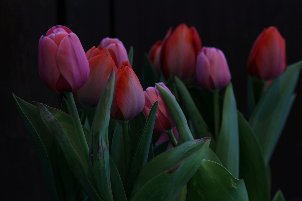 中山公园郁金香展