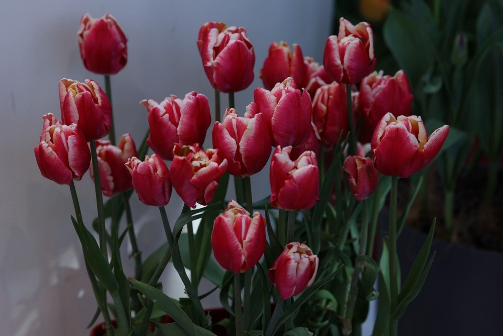 中山公园郁金香展