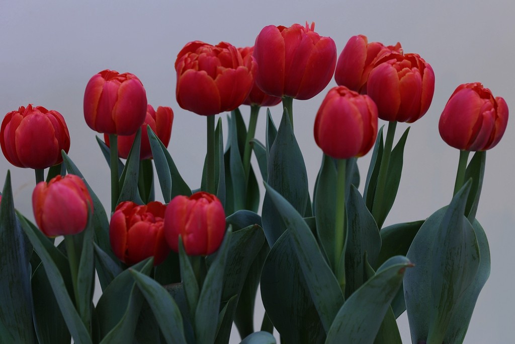 中山公园郁金香展