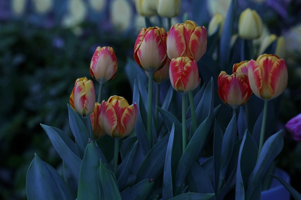 中山公园郁金香展