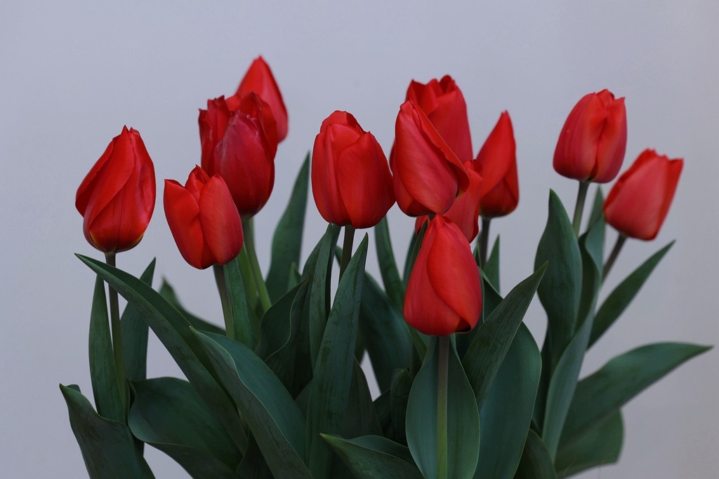 中山公园郁金香展