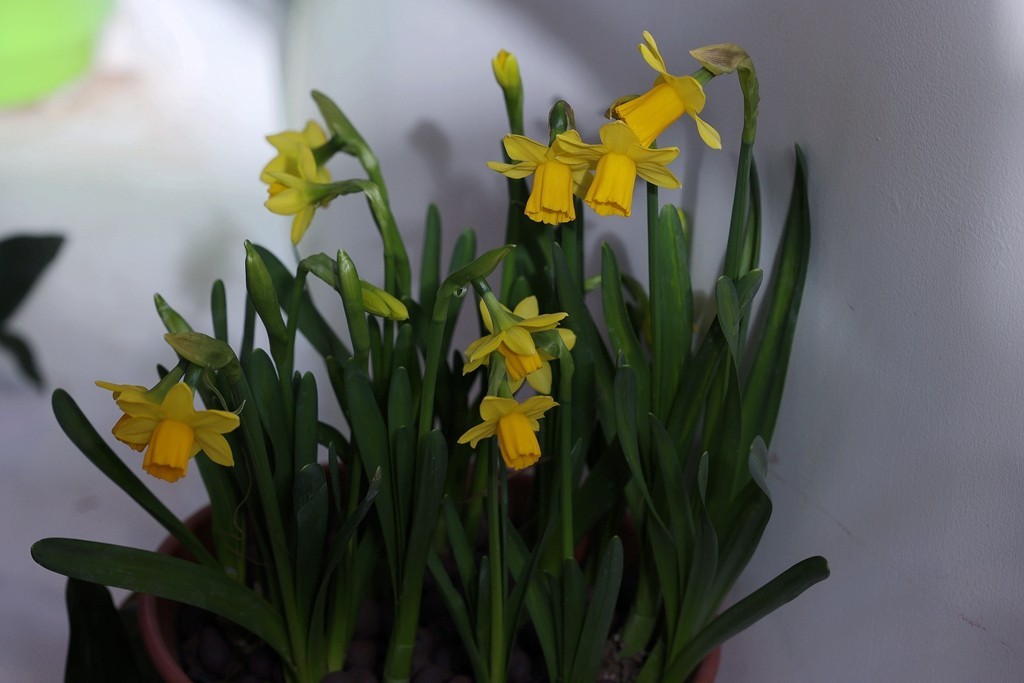 中山公园郁金香展