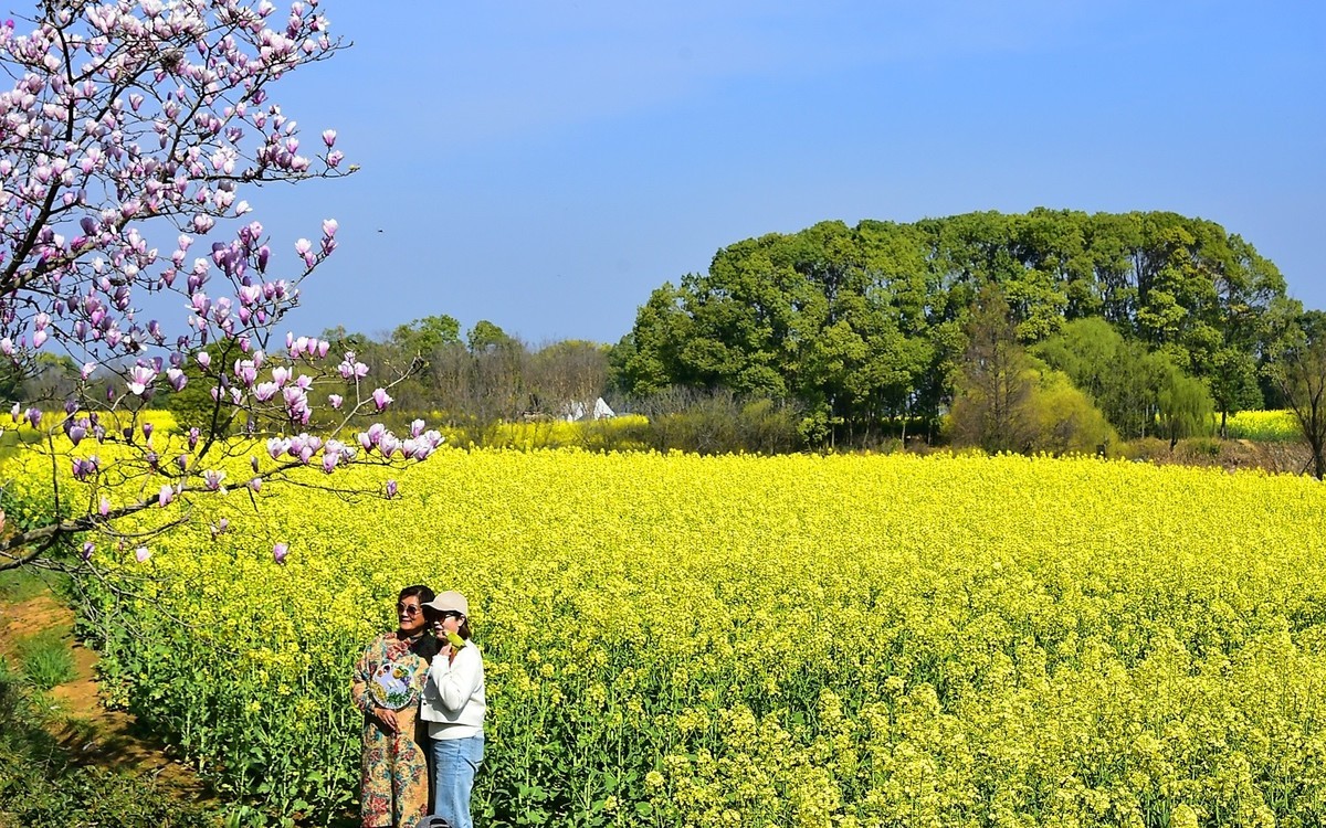 油菜花季