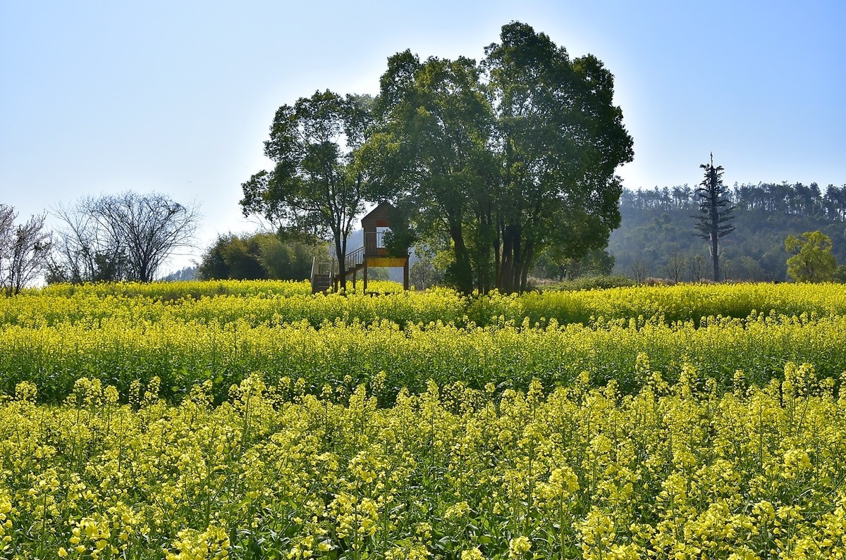 油菜花季