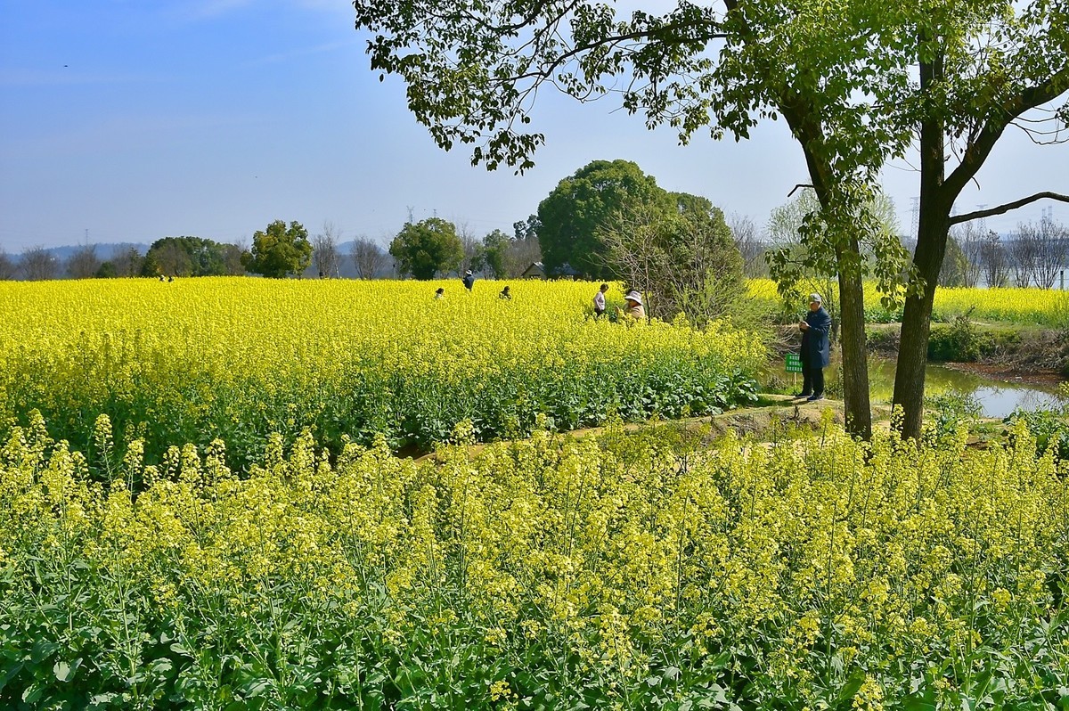油菜花季