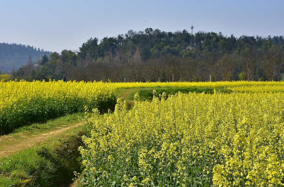 油菜花季