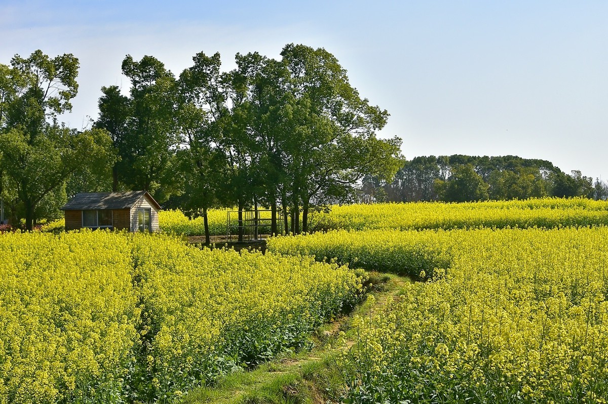 油菜花季