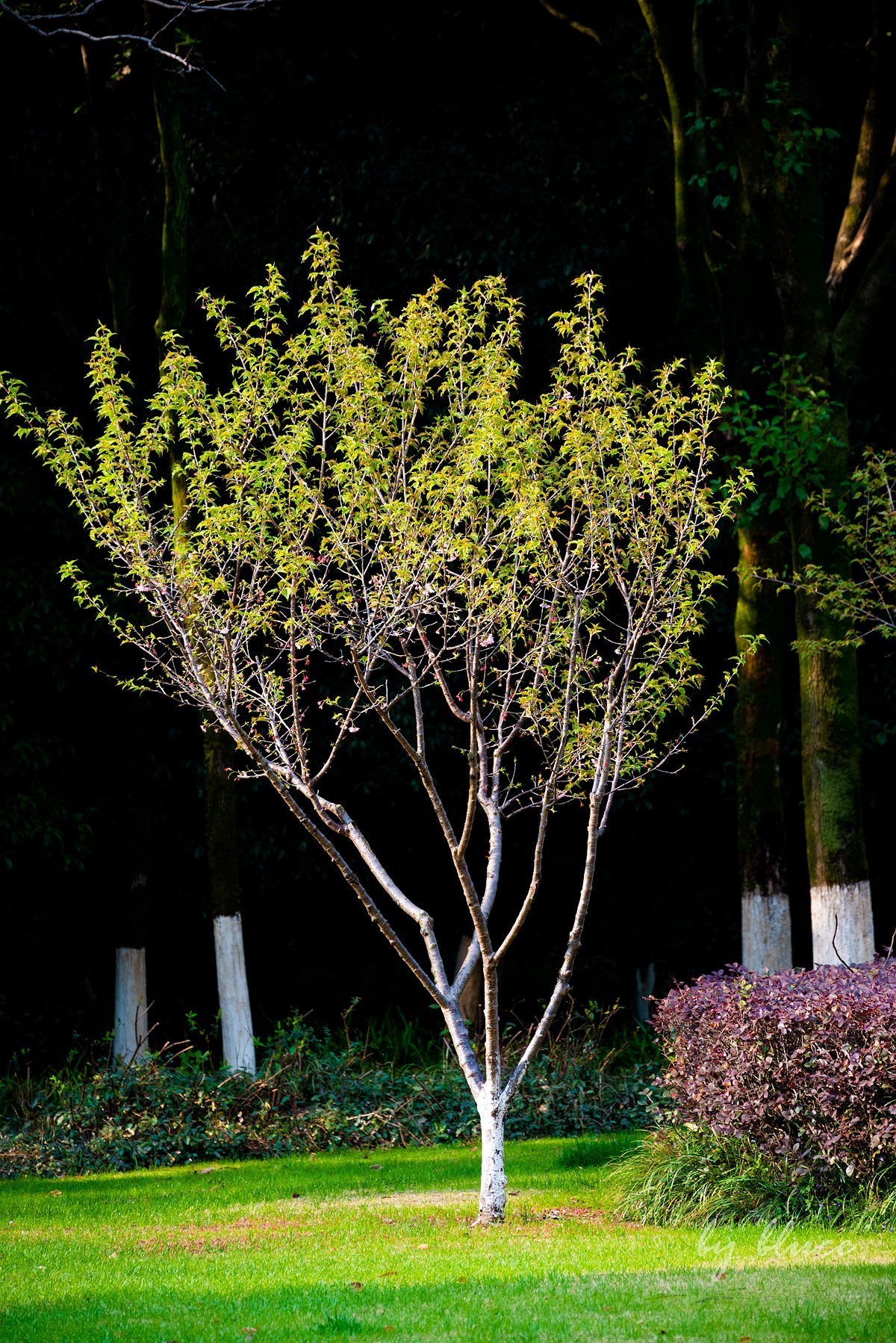 初春——东吴文化公园随拍（上）