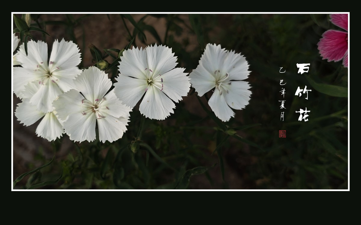 窄叶细茎酷似竹，草顶盛放五彩花