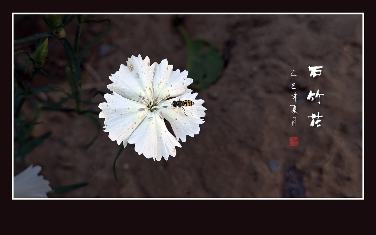 窄叶细茎酷似竹，草顶盛放五彩花