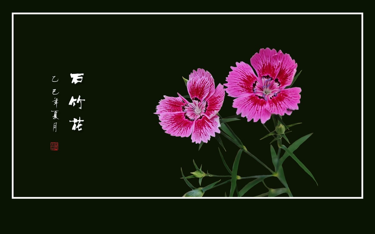 窄叶细茎酷似竹，草顶盛放五彩花