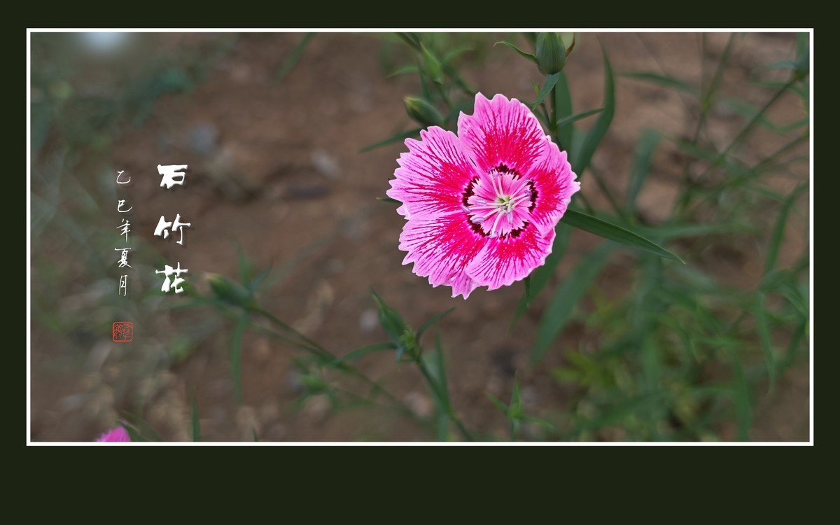 窄叶细茎酷似竹，草顶盛放五彩花