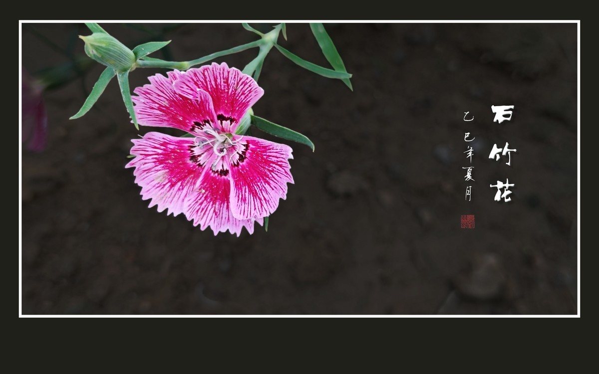 窄叶细茎酷似竹，草顶盛放五彩花