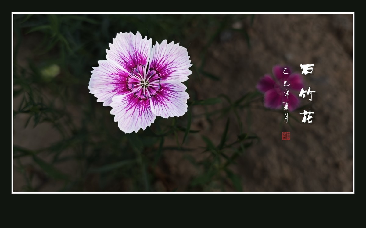 窄叶细茎酷似竹，草顶盛放五彩花