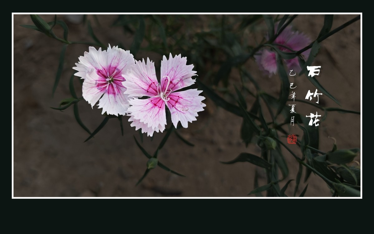 窄叶细茎酷似竹，草顶盛放五彩花