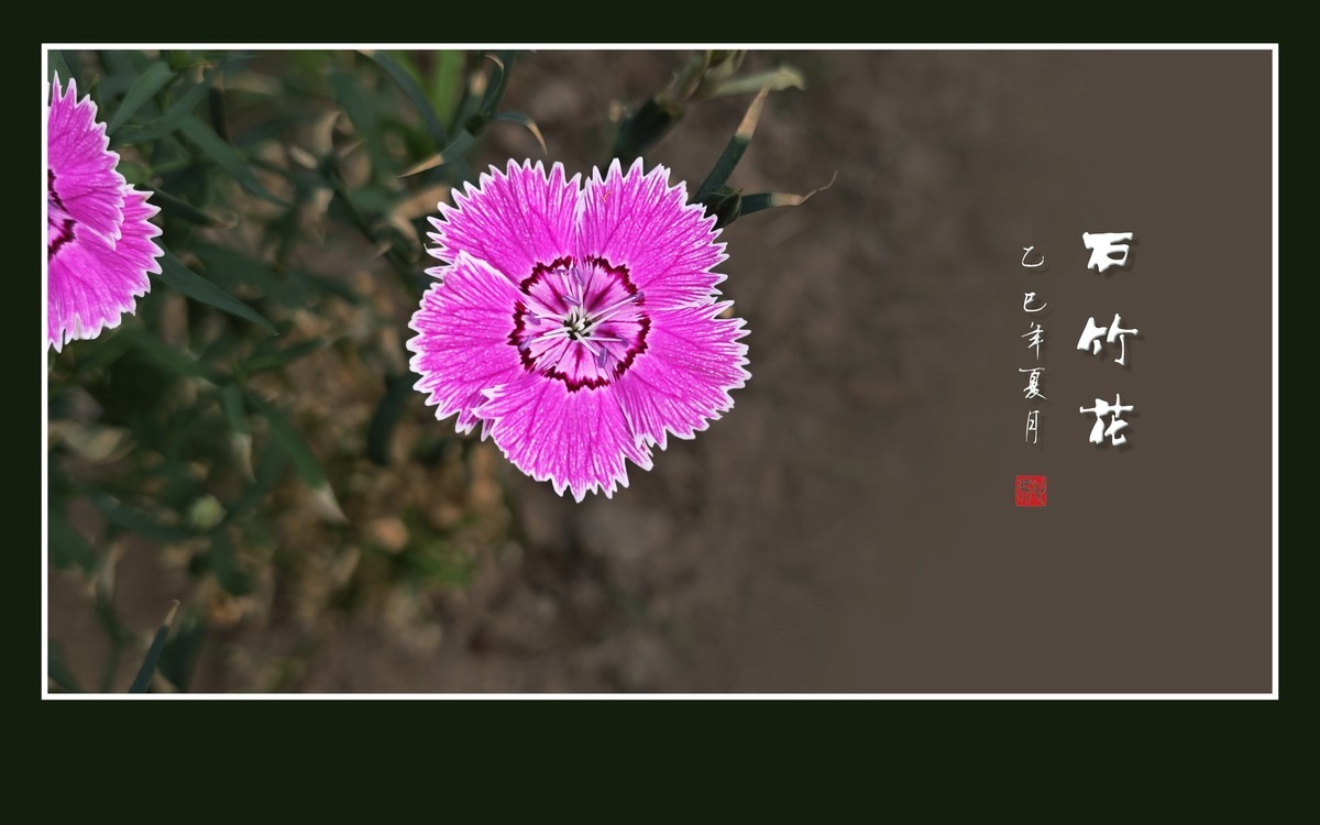 窄叶细茎酷似竹，草顶盛放五彩花