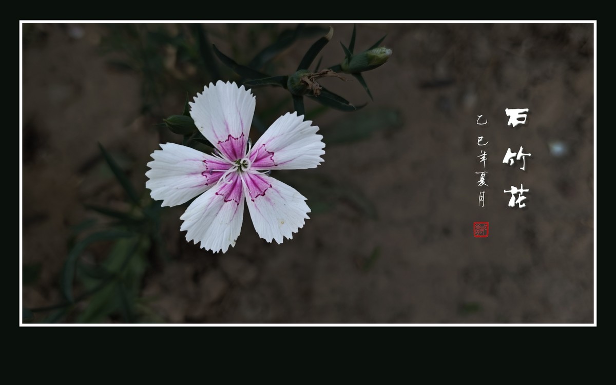 窄叶细茎酷似竹，草顶盛放五彩花