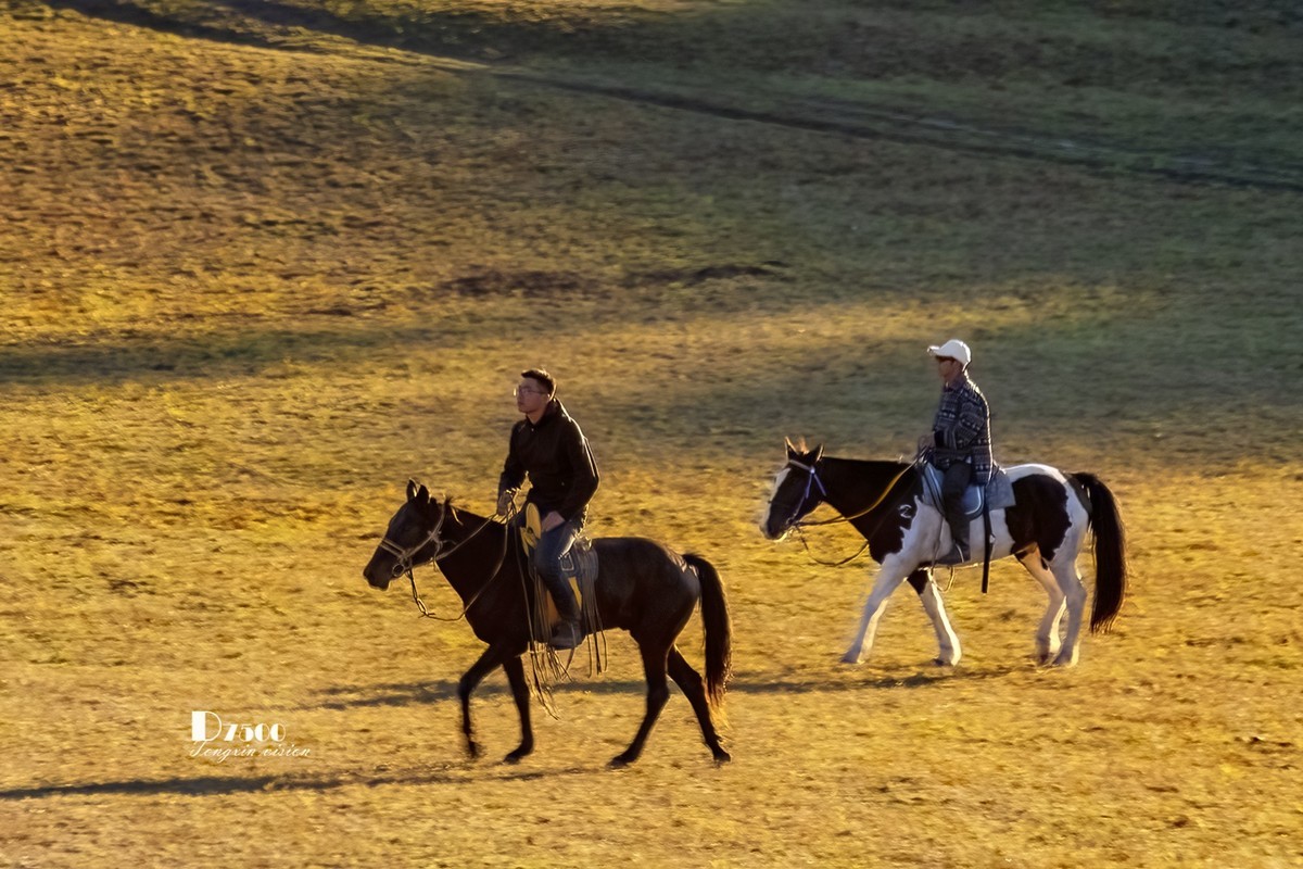 金秋乌兰布统——丘林中的牧马人（4）