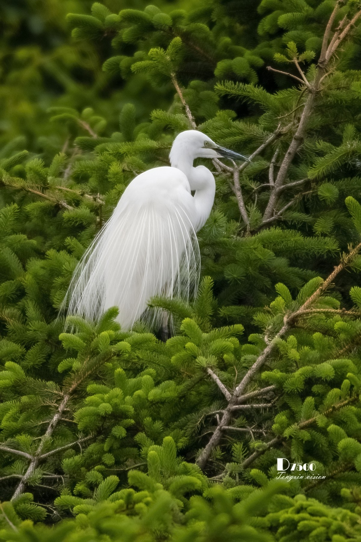 鹭岛里的白鹭（8）