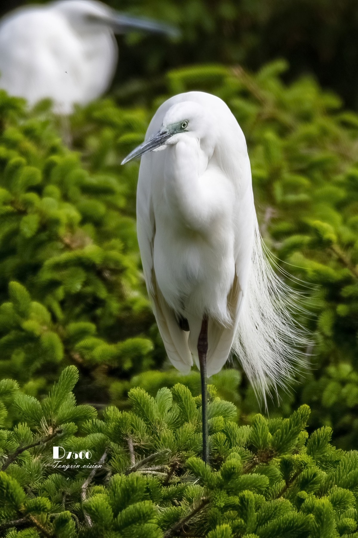鹭岛里的白鹭（8）