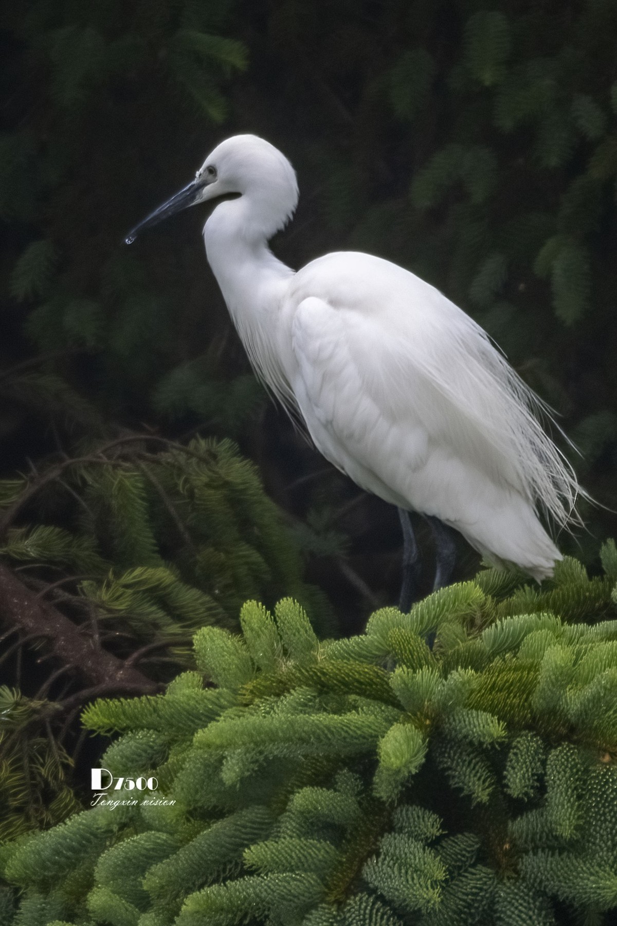鹭岛里的白鹭（8）