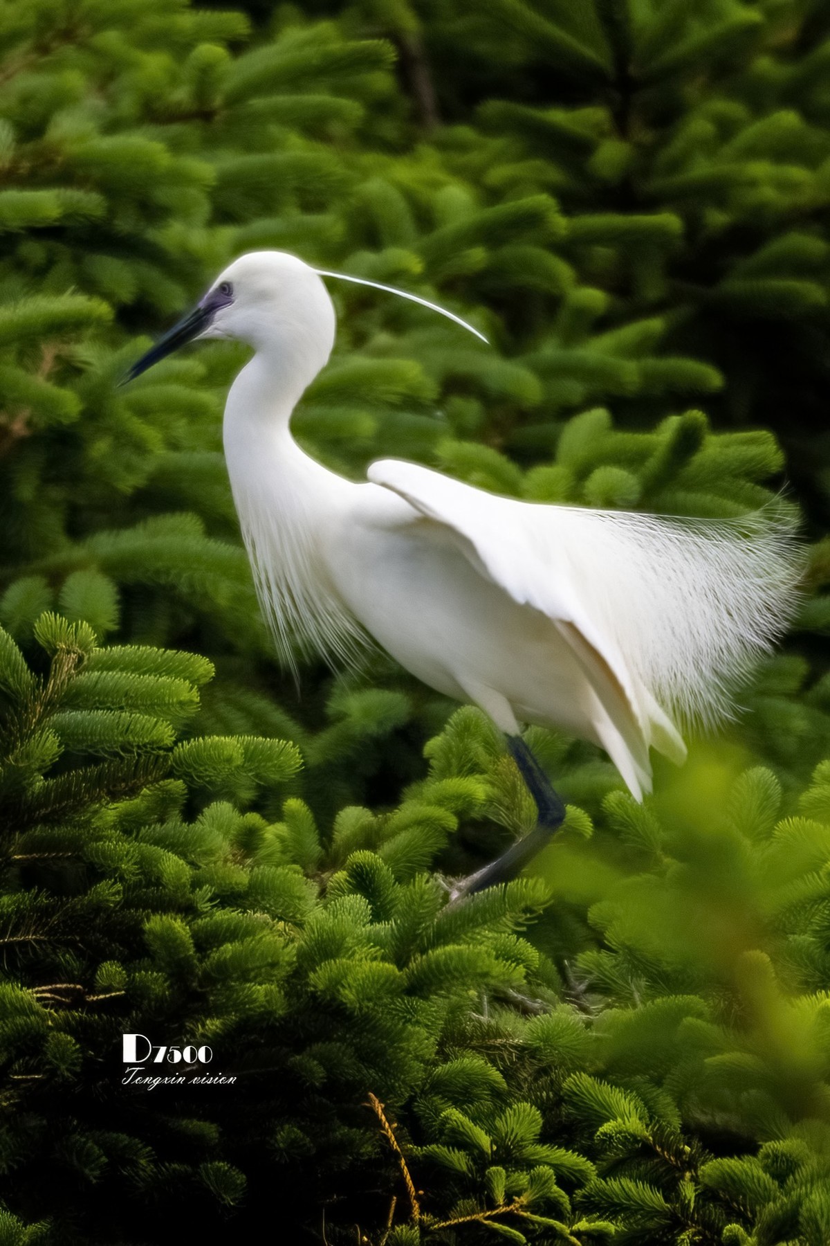 鹭岛里的白鹭（8）