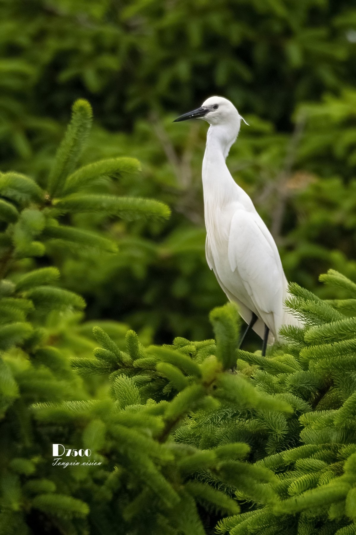 鹭岛里的白鹭（8）