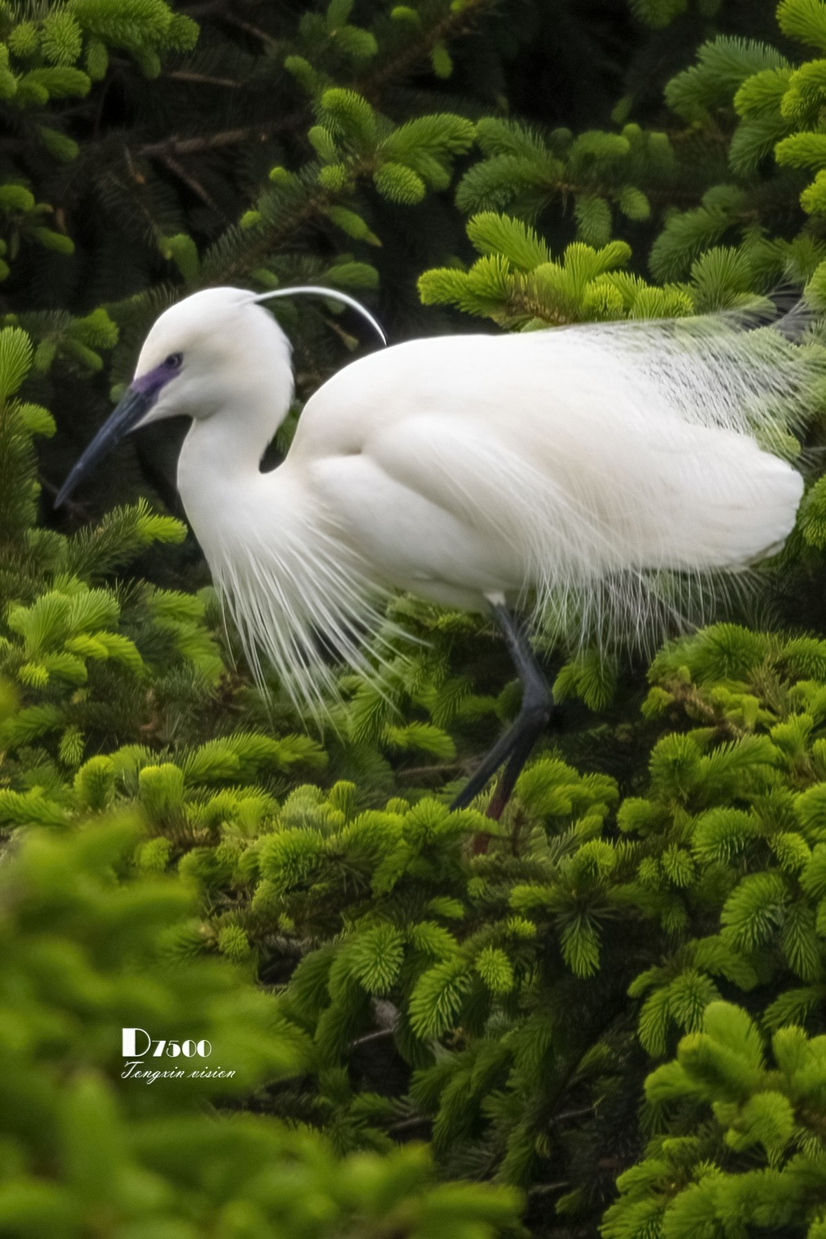 鹭岛里的白鹭（8）